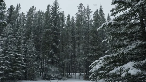 Snowy Forest Stock Footage 83427847