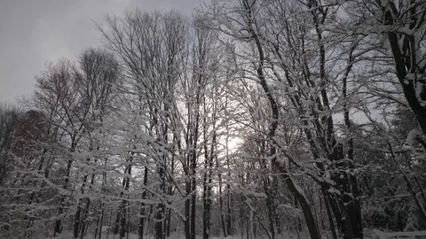 Snowy Forest Stockbeeldmateriaal 86887359