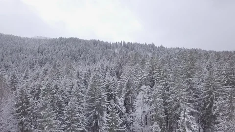 Snowy Forest  Stockbeeldmateriaal 88704968