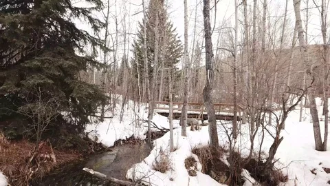 Snowy Forest Stock Footage 89455591