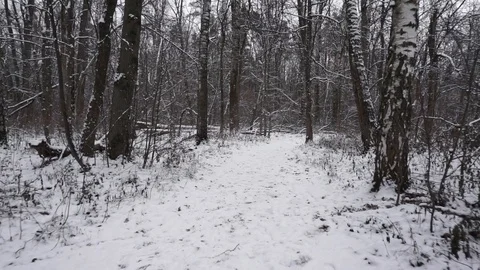 Snowy forest Stock Footage 100023492