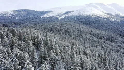 Snowy Forest Vídeo Stock 101667178
