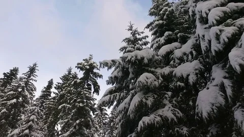 Snowy forest Stock Footage 105871160