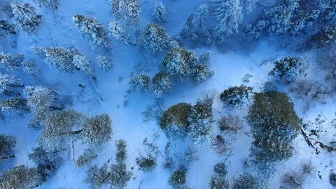 Snowy Forest  Stock Footage 120474793