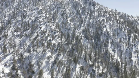 Snowy Forest Stock Footage 127674719