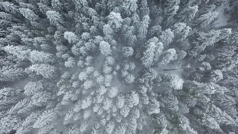 Snowy Forest Stock Footage 128988321