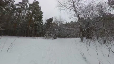 Snowy forest. Stockbeeldmateriaal 143155396
