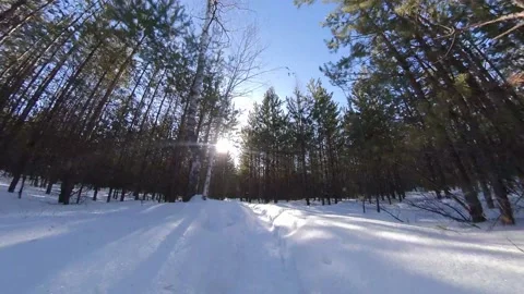 Snowy forest. Stock Footage 143155437