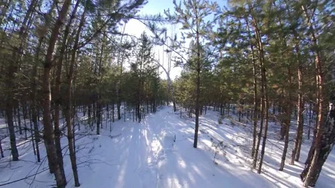 Snowy forest. Видео 143155459