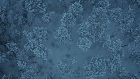 Snowy forest Video stock 147264410