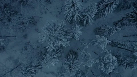 A snowy forest Video stock 147264538