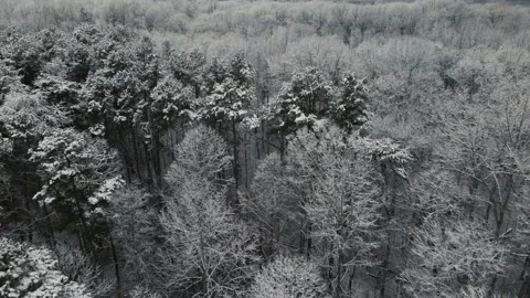 Snowy Forest Stock Footage 148252678