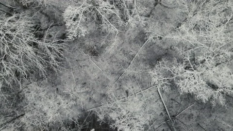 Snowy Forest Stock Footage 148253384