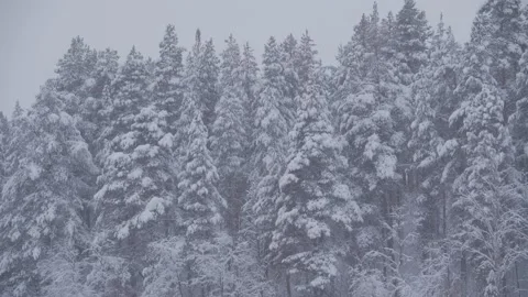 Snowy Forest Stock Footage 154367321