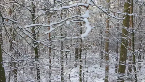 Snowy Forest Stock Footage 157315705