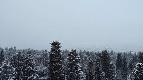 Snowy Forest Video stock 163435396