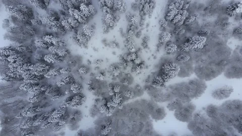 Snowy forest 스톡 동영상 168580011