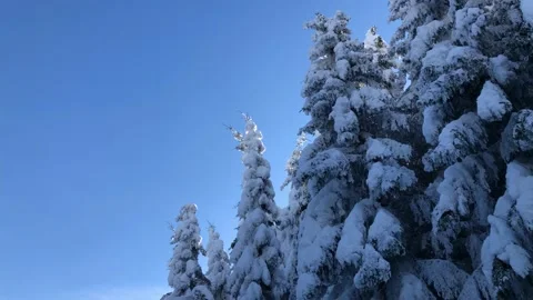 Snowy Forest Stock Footage 168841128