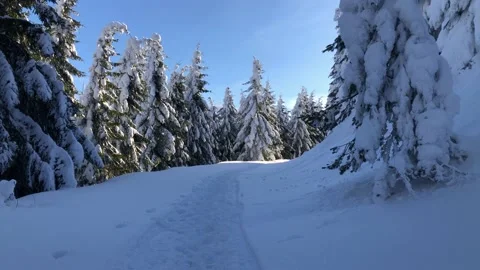 Snowy Forest Stock Footage 168841170