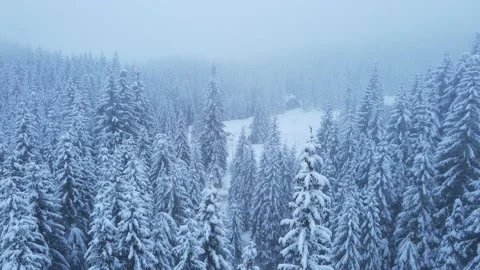 Snowy Forest Stock Footage 214389930