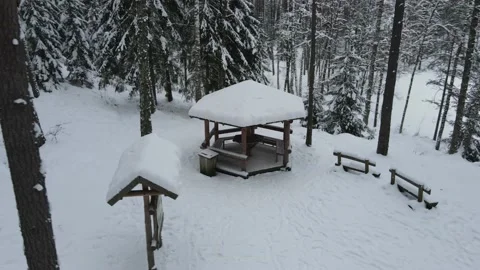 Snowy forest Stock Footage 219269484