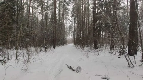 Snowy forest Stock Footage 230424267