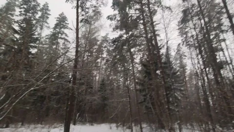Snowy forest Stock Footage 230424369