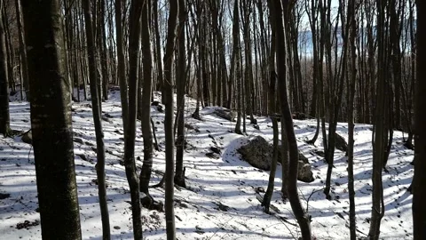 Snowy forest Stock Footage 232788793