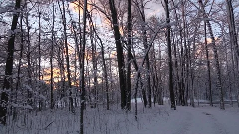 Snowy Forest Stock Footage 233652764