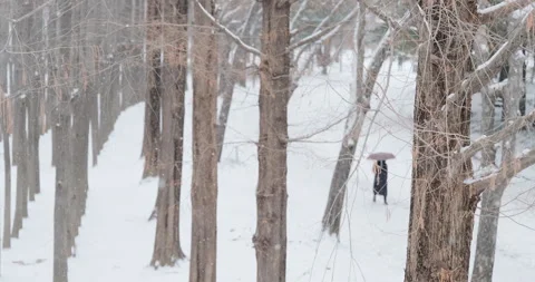 Snowy forest Video stock 234967122