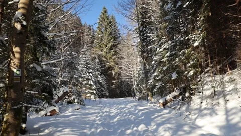 Snowy forest 스톡 동영상 331658991