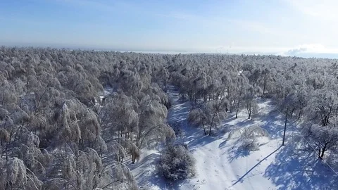 Snowy forest from a height Stock Footage 85832820