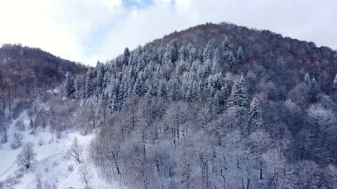 Snowy forest on the hill Stock Footage 168965028