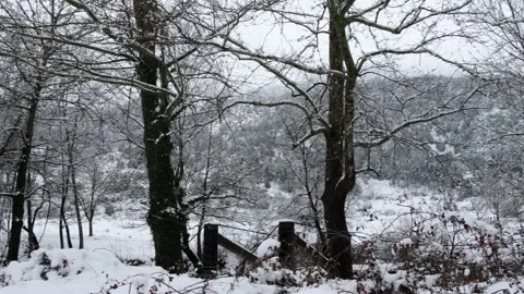 Snowy forest images Stock Footage 169055710