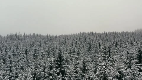 Snowy Forest Landscape Captured During a Peaceful Aerial Winter Flyover 库存影片 331167516
