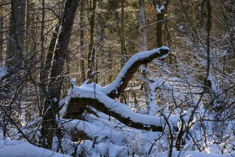 Snowy forest landscape featuring fallen tree trunk during winter Stock Photos