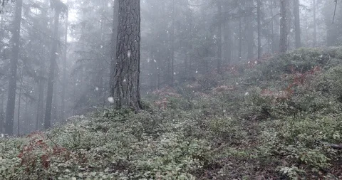 Snowy forest landscape Vídeo Stock 98999965