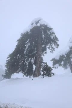 Snowy forest landscape Stock-Fotos