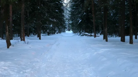 Snowy forest landscape with pine trees and pathway covered snow between. Stock Footage 273309286