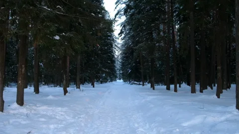 Snowy forest landscape with pine trees and pathway covered snow between. Stock-Footage 276351214