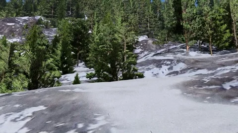 Snowy Forest Landscape with Pine Trees Vídeo Stock 330985405