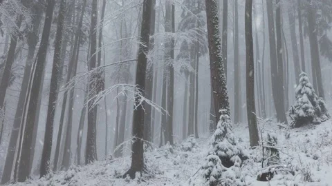 Snowy forest landscape with snowfall Vídeos de archivo 231635170