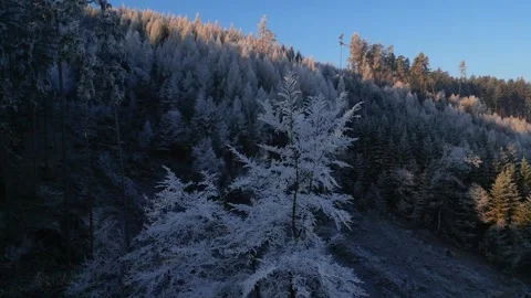 Snowy forest landscape with sunlight streaming through. 4K aerial drone view. Stock Footage 296550571