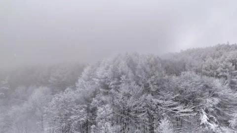 Snowy Forest Line, Cloudy Sky, Winter Trees, Nature│Aerial View Stock Footage 329063279