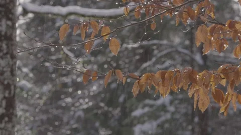 Snowy forest with melting snow in alpine woodland Stock Footage 327621353