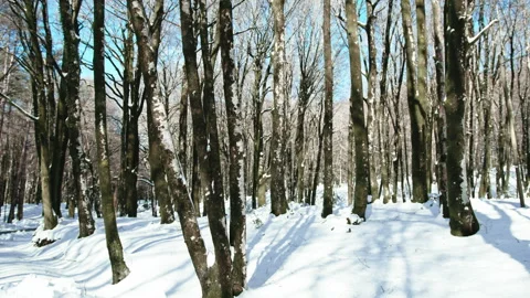 Snowy forest in mountain landscape Stock Footage 258019080