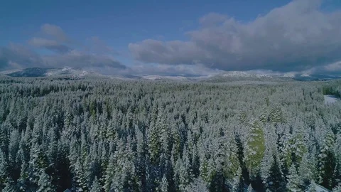 Snowy Forest Over Treetops Drone Shot Stock Footage 102186233