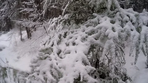 Snowy Forest Pan Stock Footage 86448941