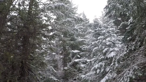 Snowy Forest Pan Stock Footage 86448967