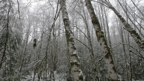 Snowy forest pan right Stock Footage 85291460